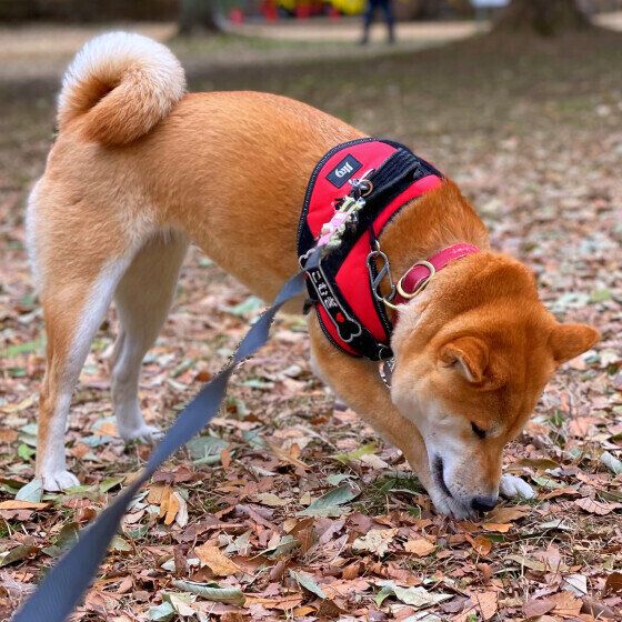 クンクンする柴のこむぎちゃん
