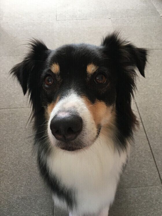 オーストラリアン・シェパードのレアくん