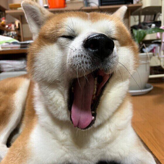 あくびをする秋田犬
