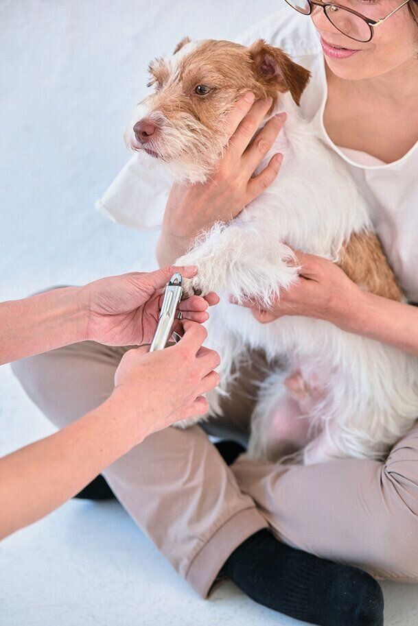 前足を保定される小型犬