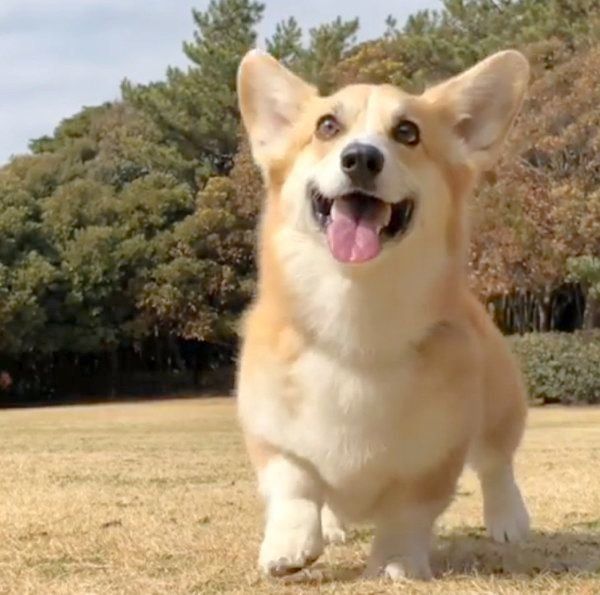 コーギーのあろまちゃん