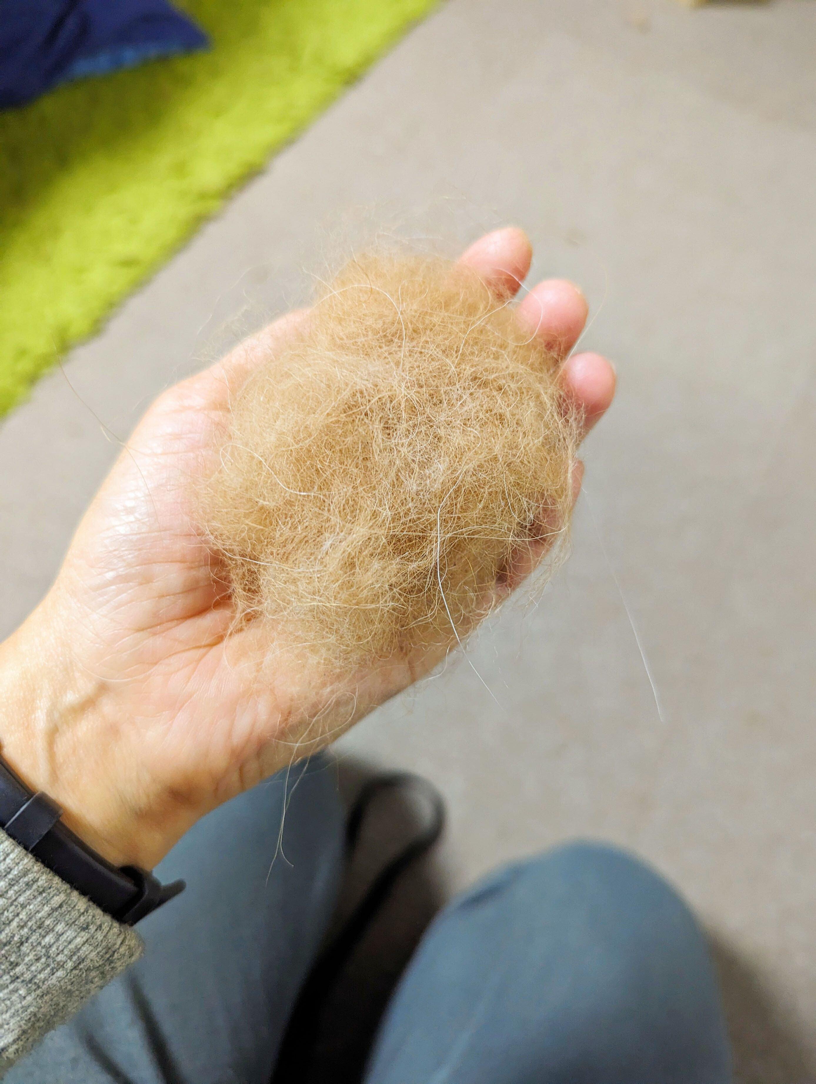 もふもふ犬の抜け毛
