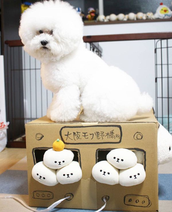 トイ・プードルのしらすちゃん