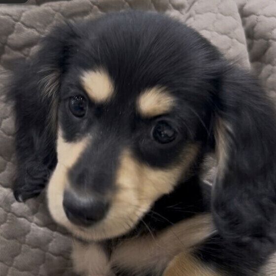 犬が床を舐める理由と対処法 床をペロペロ舐める犬の心理と対応とは ミニチュア・ダックス・フンドの子犬 いぬのきもち