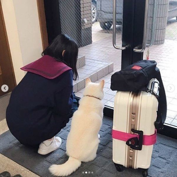 白柴のきなこちゃん