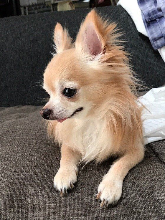 ソファでくつろぐチワワ