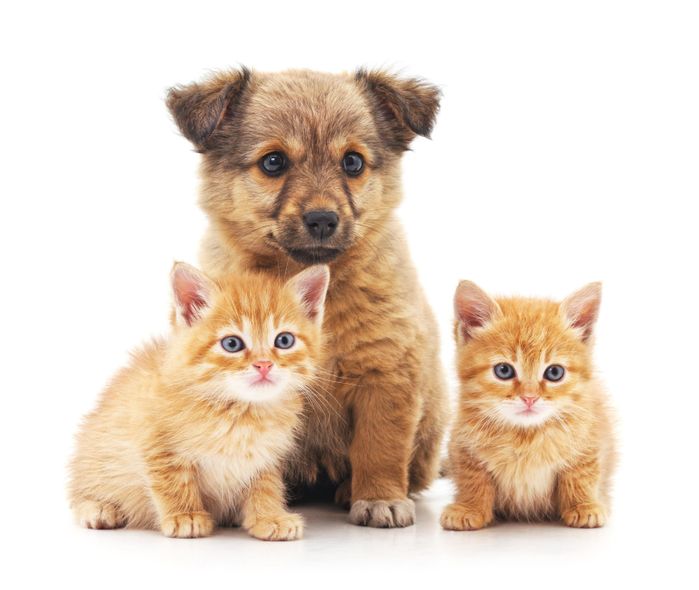 犬と猫もSFTSで亡くなる危険があります