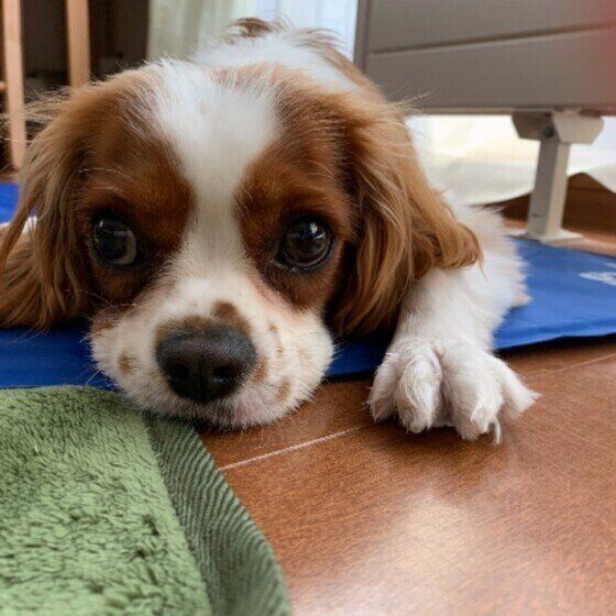 キャバリア・キング・チャールズ・スパニエルのふう太ちゃん