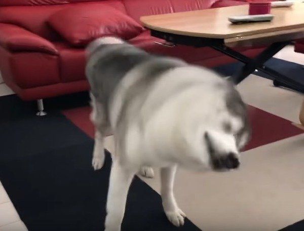 シベリアン・ハスキー