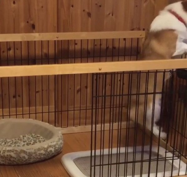 腸を刺激するコーギー