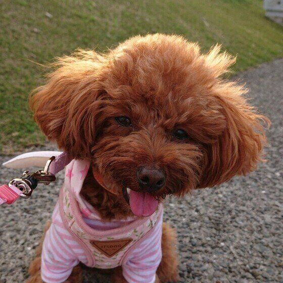 お散歩するトイ・プードル