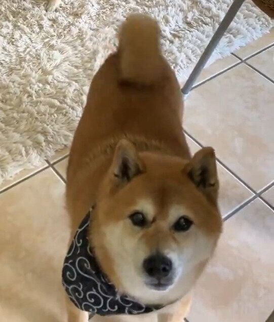 柴犬 トラくん