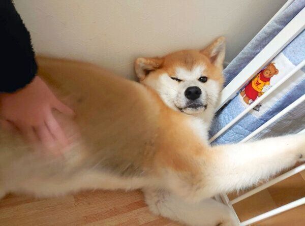 まったりするケンくん