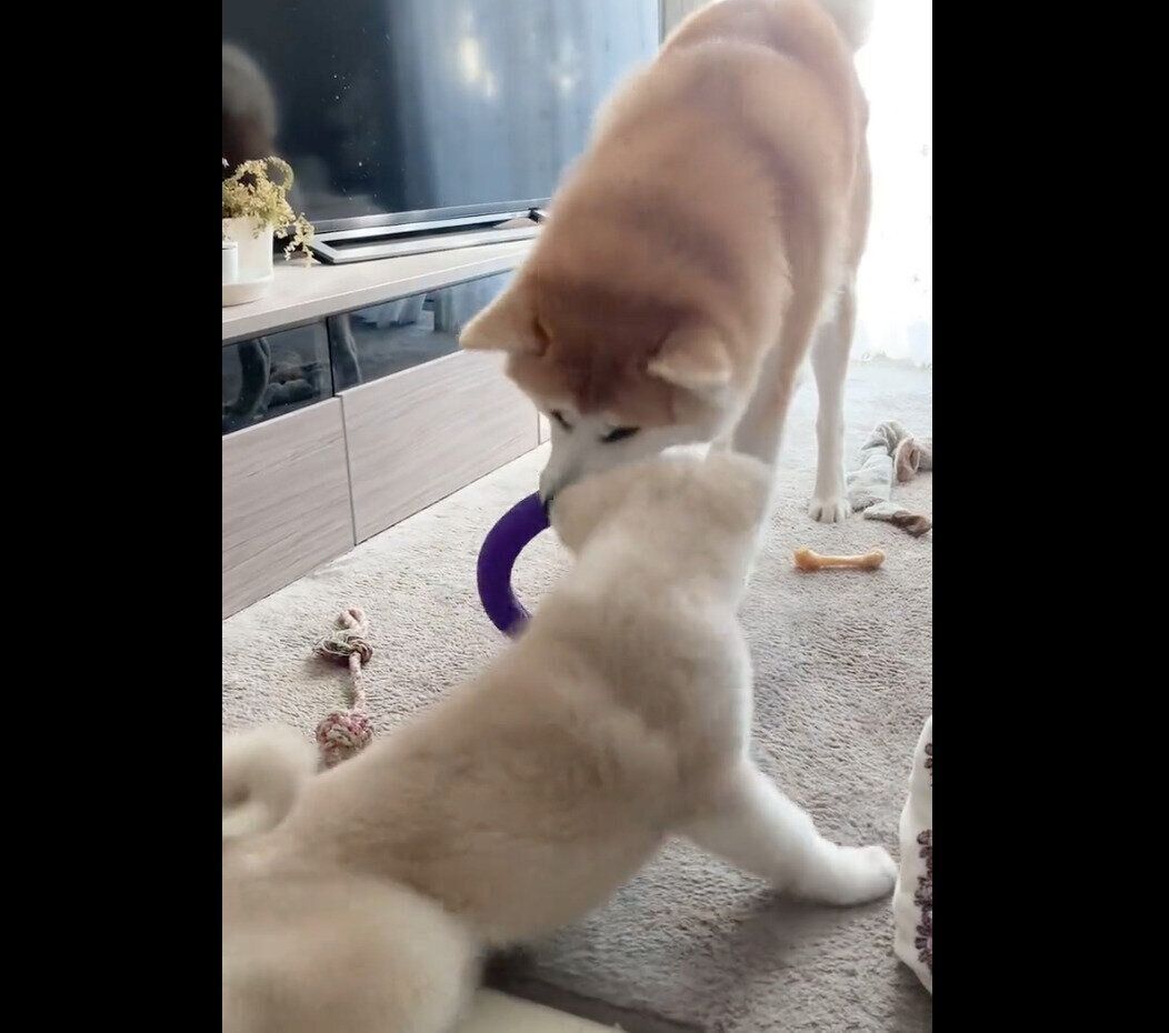 仲良く遊ぶ大吉くん、幸ちゃん