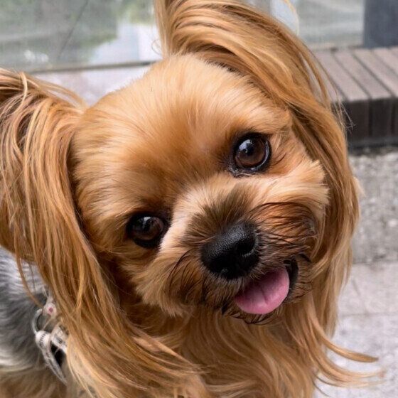 笑顔のヨークシャー・テリア