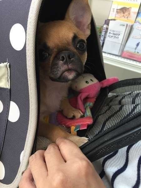 困った飼い主さんにならないで