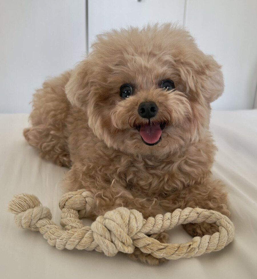 ロープのおもちゃの前で笑顔を浮かべるモカちゃん