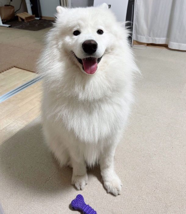 おもちゃを持ってきたダッツくん