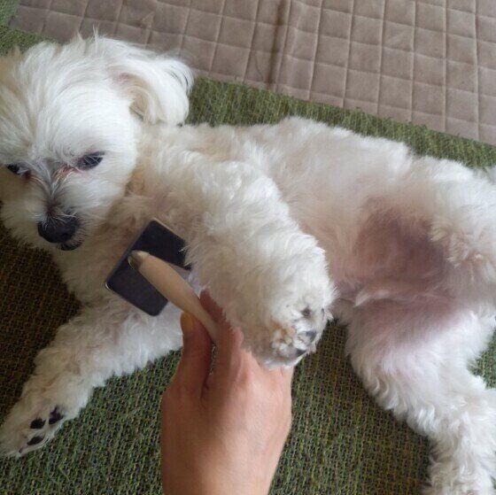 マルチーズのマルくん