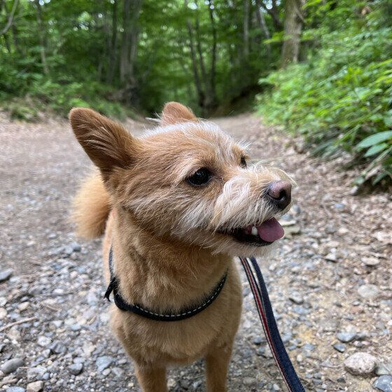 犬のレプトスピラ症の予防と対策 感染の原因や注意点を獣医師に聞いた いぬのきもち