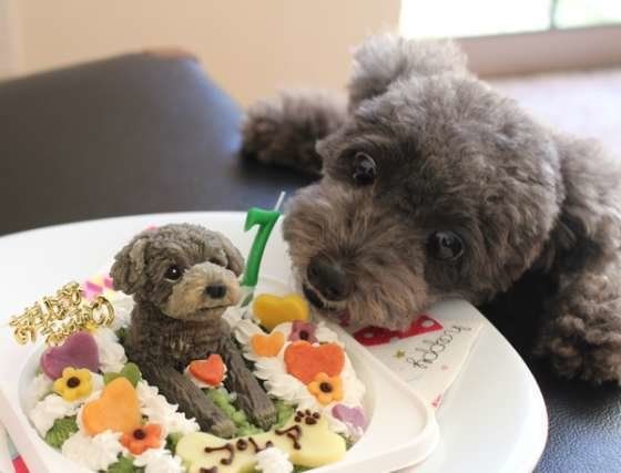 トイプードル・Pleia・誕生日