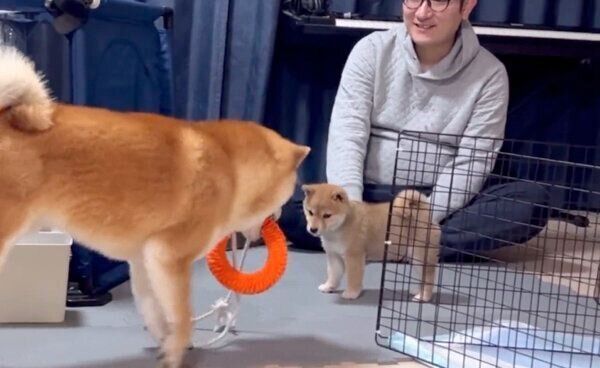 おもちゃを取られたくないけれど、 わらびちゃんと一緒に遊びたいこむぎくん