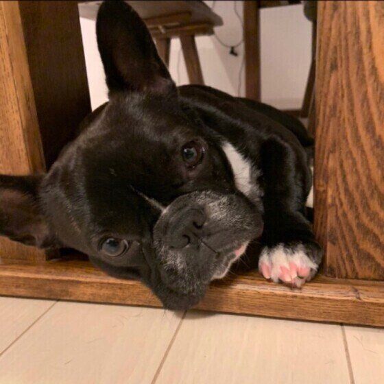 黒いフレンチ・ブルドッグ