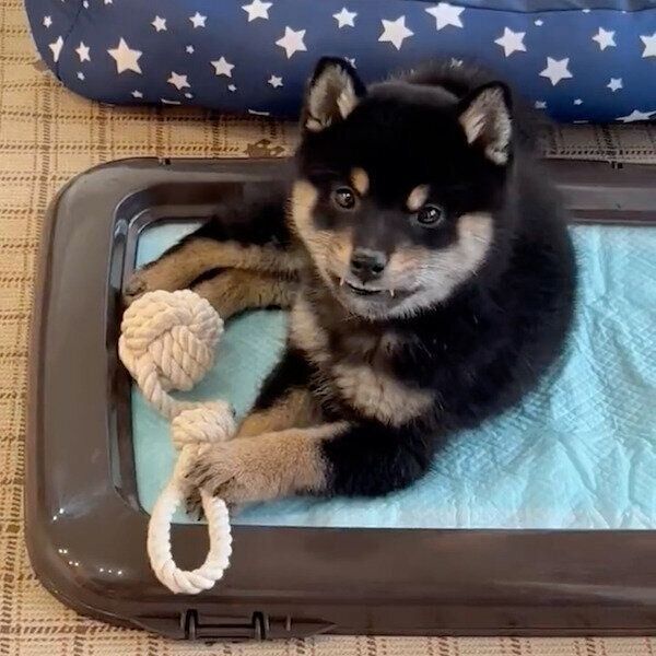 トイレトレーニングをするアルくん