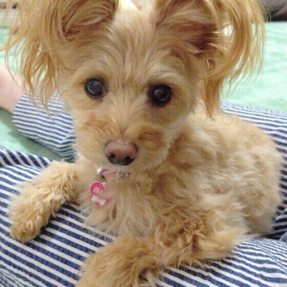 ひざに前足を乗せる小型Mix犬