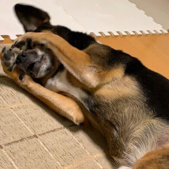 前足で顔を覆う犬