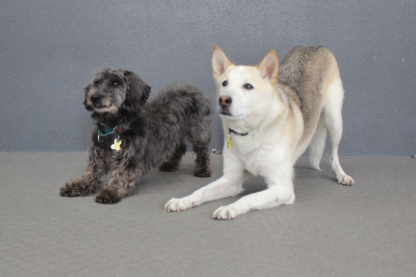 犬との絆が深まる魔法の道具 クリッカー 連載 西川文二の 犬ってホントは Vol いぬのきもちweb Magazine 犬との絆が深まる魔法の道具 クリッカー 連載 西川文二の 犬ってホントは Vol いぬのきもちweb Magazine