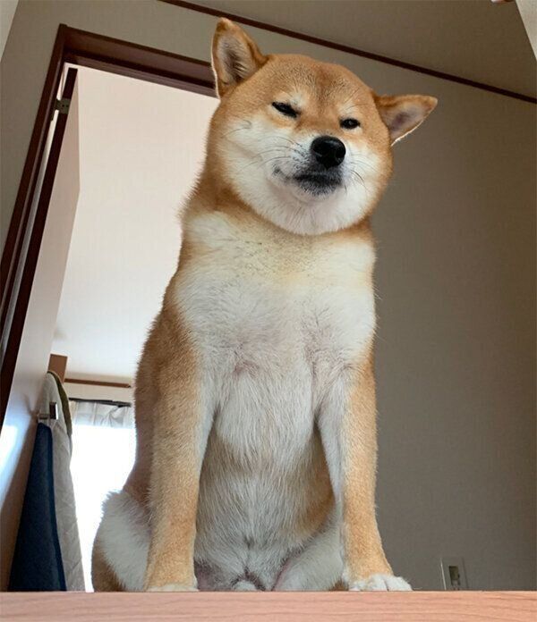 見つめる銀次くん