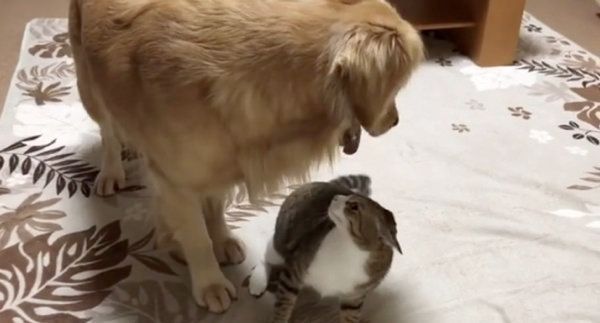 猫とじゃれ合うゴールデン・レトリーバー