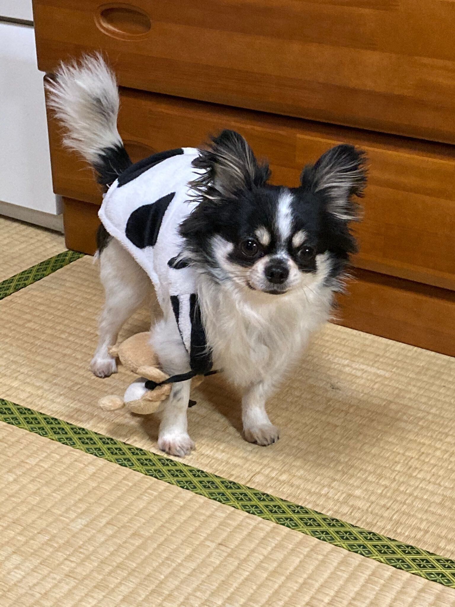 足に絡まって困っているチワワのこうしちゃん