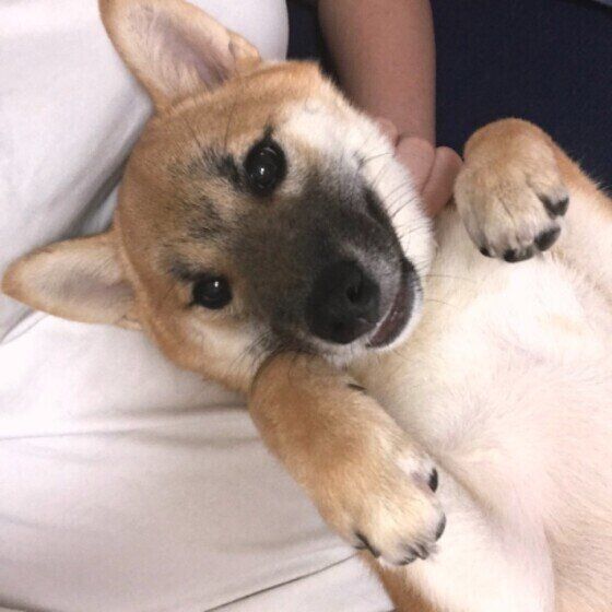 柴犬のだいずちゃん