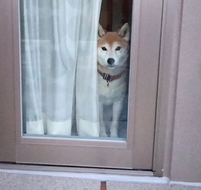 出かける飼い主さんを見つめるフクコちゃん