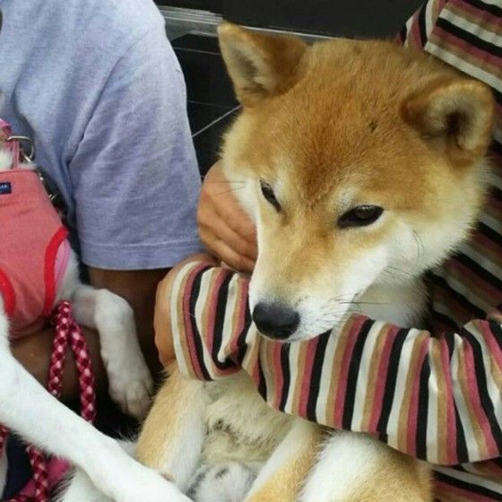 抱っこされる柴犬