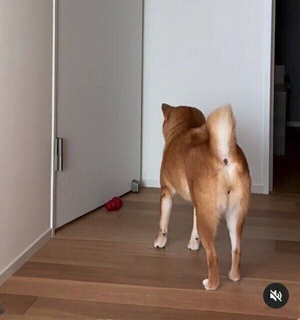 寝室にパパさんを閉じ込めてしまったあんこちゃん