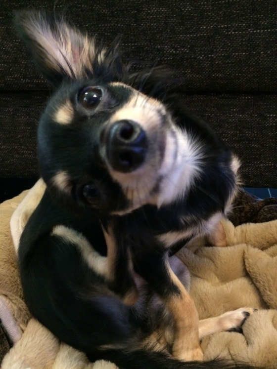 カキカキするチワワの小太郎君くん