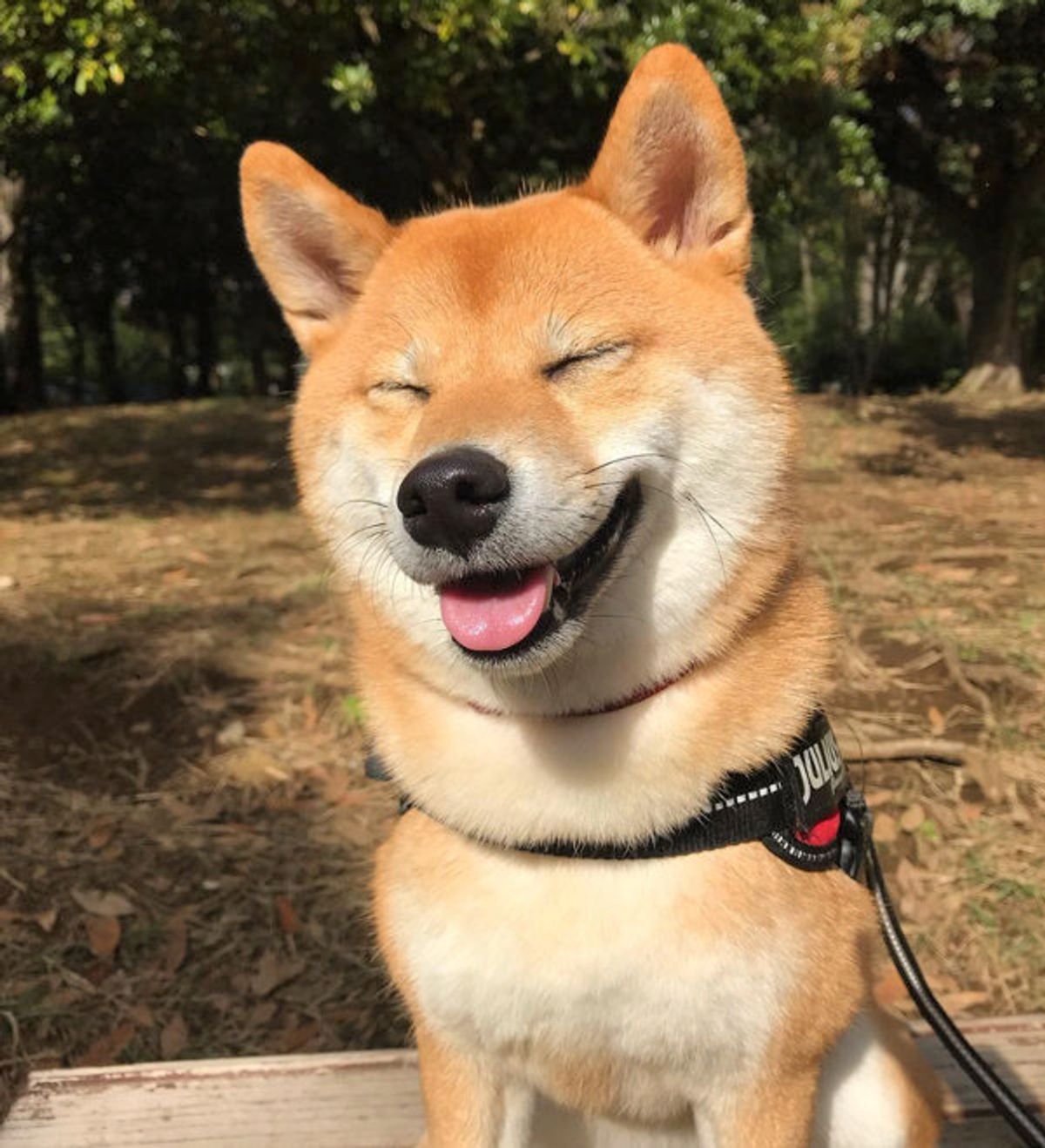 やっちゃいましたワン ワンコがド派手なイタズラ 反省顔 笑 いぬのきもちweb Magazine やっちゃいましたワン ワンコがド派手なイタズラ 反省顔 笑 いぬのきもちweb Magazine