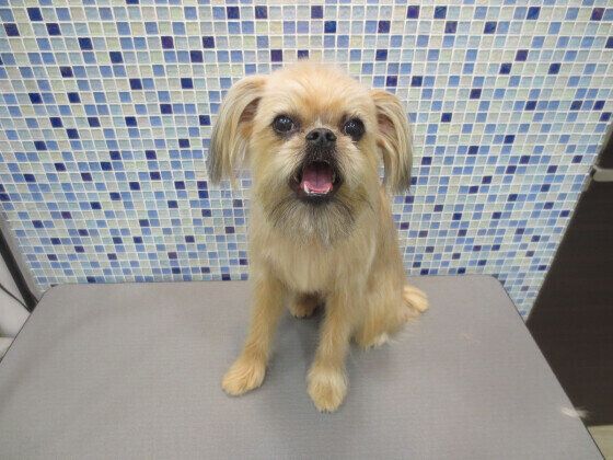 チューイちゃん