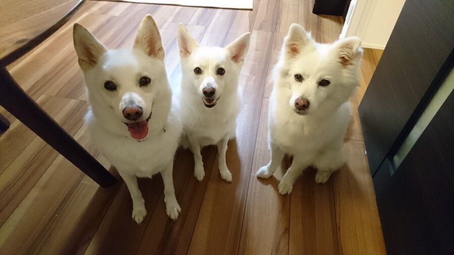 先住犬と並ぶ桜ちゃんと蘭ちゃん