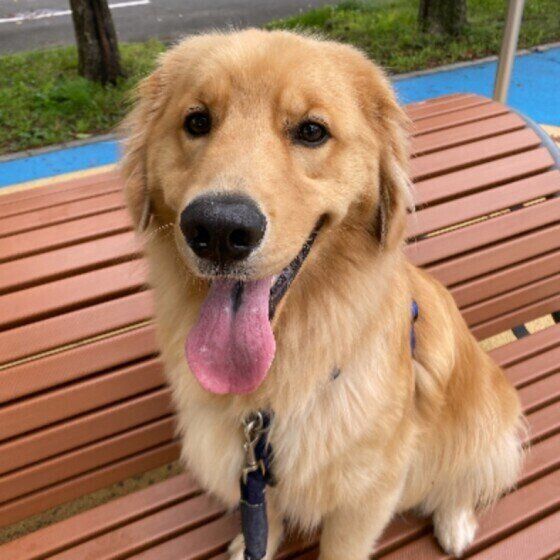 笑顔のゴールデン・レトリーバー