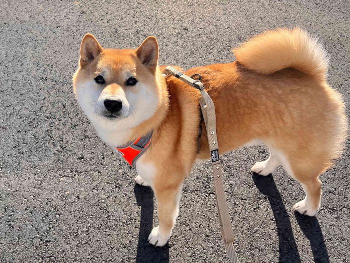 飼い主さんを見つめるふう太くん