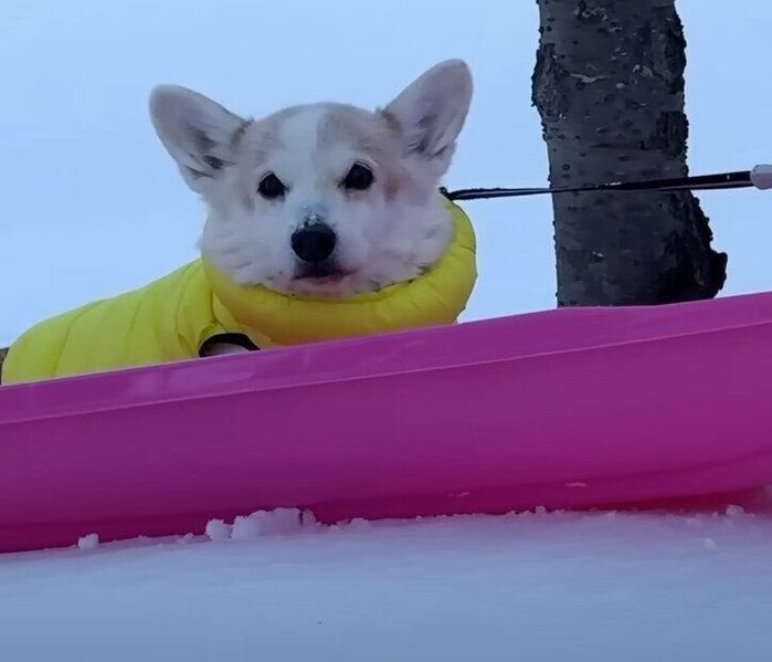 ソリで散歩するコーギー