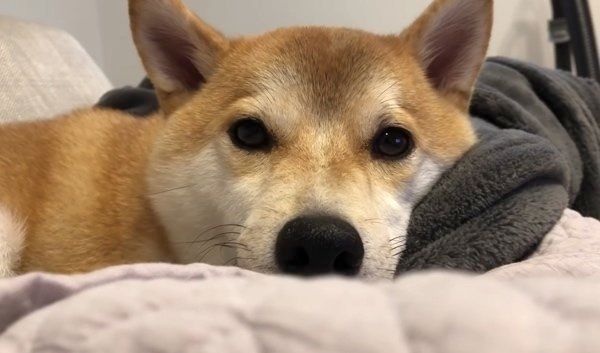 リモコンを枕にする柴犬