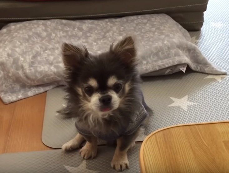 飼い主さんのごはんを見つめるチワワ