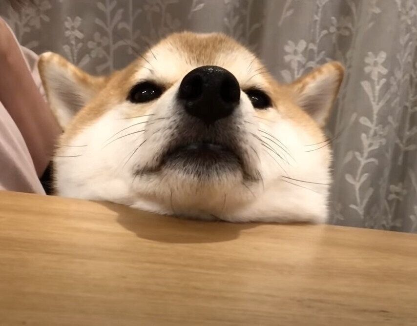 あごをのせる犬