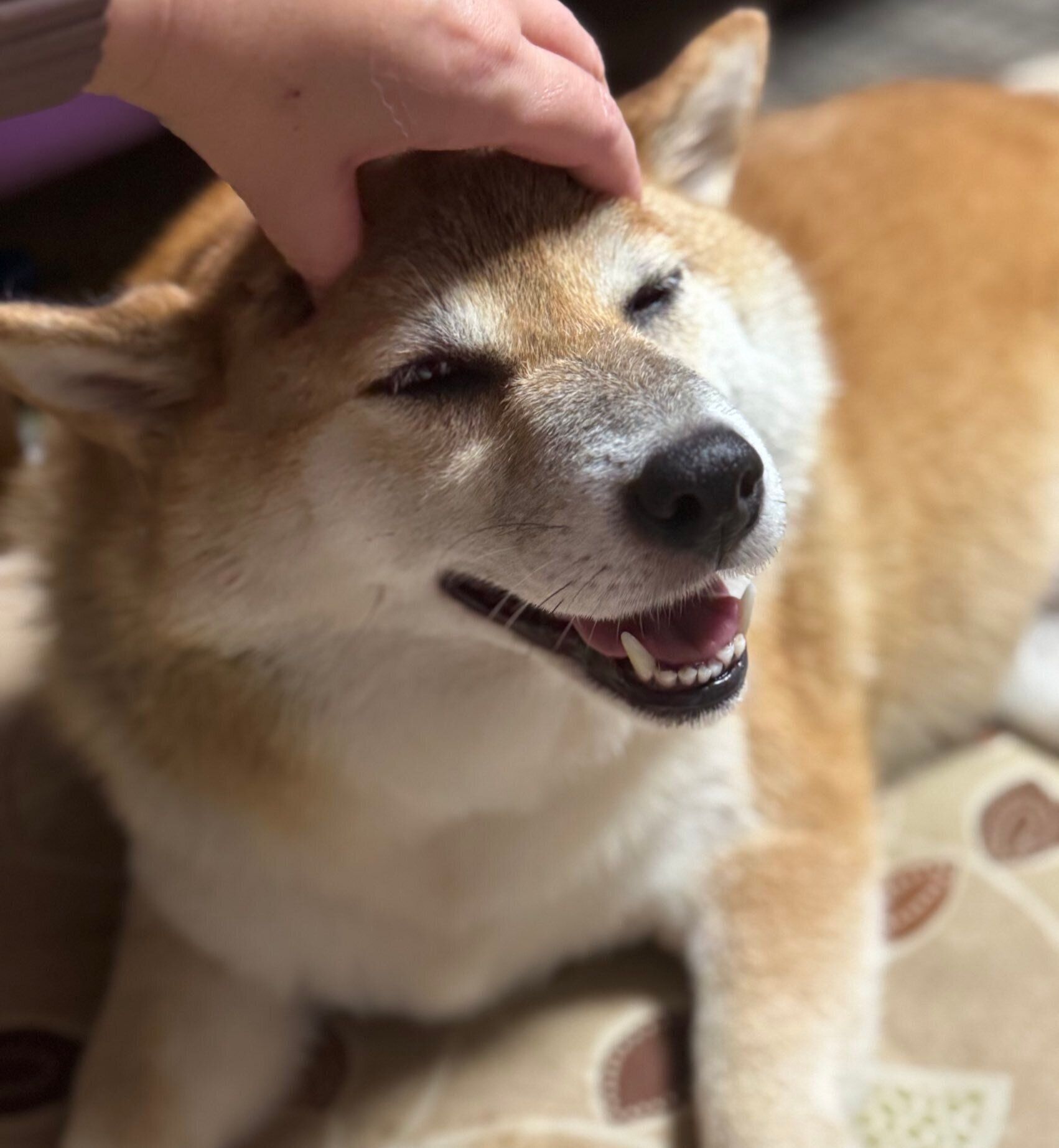 頭をマッサージされて嬉しそうな表情をするりんちゃん