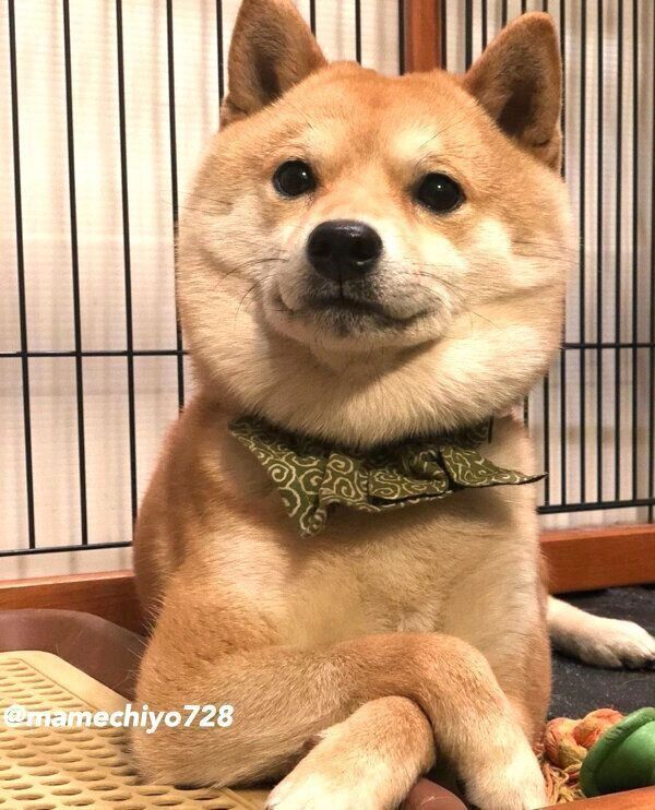 貫禄のある豆千代くん